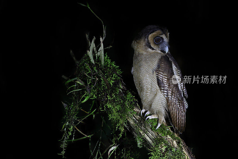 夜行鸟剪影:成年褐林鸮(Strix leptogrammica)